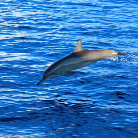 Blue Wave Hotel Maldives- Same Sea, Same Sand Same Sun Like Resorts Kudahuvadhoo Exteriör bild